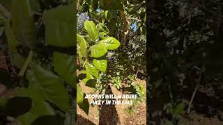 Download Lagu Need a hearty oak along the California coast and a bit inland try this island oak MP3 Download Lagu Need a hearty oak along the California coast and a bit inland try this island oak MP3