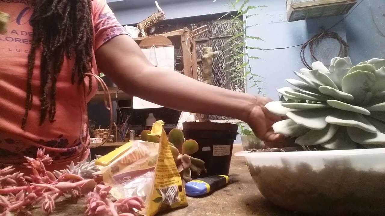 Reprodução das suculentas gigantes 