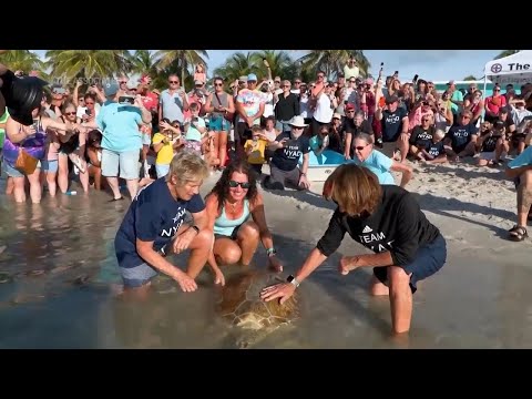 Diana Nyad marks anniversary of epic Cuba-Florida swim, freeing rehabilitated sea turtle in the Keys