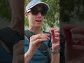 Catching Anoles With A Fishing Pole And String