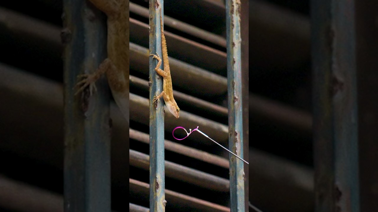 Catching Anoles With A Fishing Pole And String - YouTube