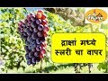 Grapes - Benefits of Slurry in Grapes