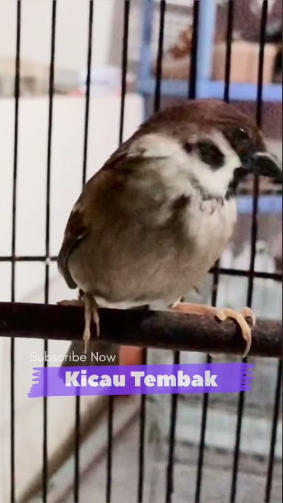 Suara Panggilan Burung Gereja Memanggil Teman Paling Ampuh | Kicau Tembak