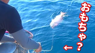 #1 おもちゃの様な竿で巨大なタイが釣れた！！