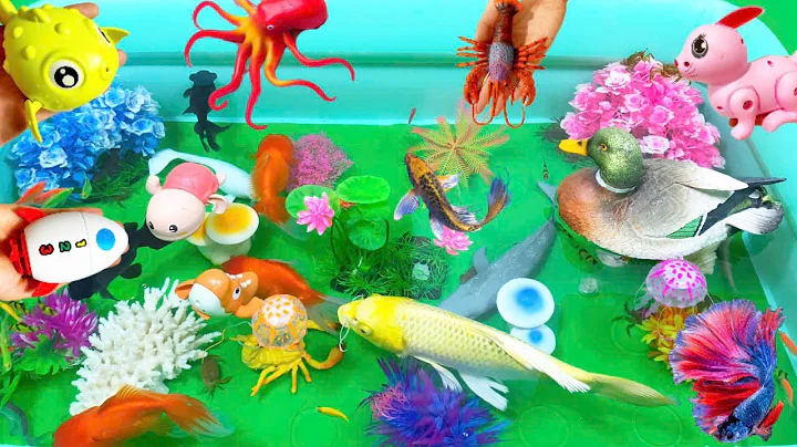 Let's explore what fish and sea creatures there are:sharks,jellyfish#goldfish#animals#viral videos