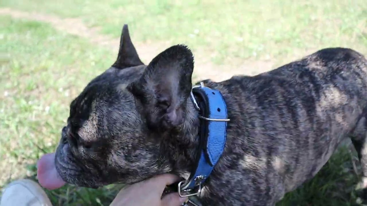 Стоит ли кастрировать французского бульдога? Как поменялся характер спустя 2 года