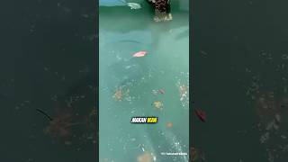 Seorang Pria Kaget Melihat Ikan Besar Tiba - Tiba Muncul😱