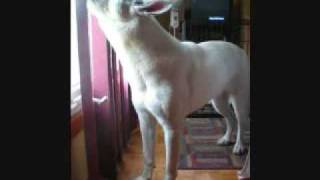 Tala Howling!