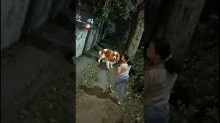 Moonlit Path with Gigantic April 🌙🐶✨   Viral Glow! Golden Gigantic Pup Walks the Night 🐾🌟