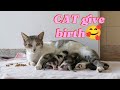 CAT give birth to a little kittens.(part 1)