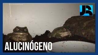 Exclusivo: autoridades brasileiras se preocupam com nova droga extraída do veneno de um sapo screenshot 3