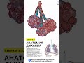 Анатомия дыхания.