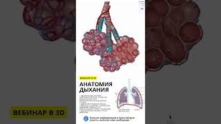 Анатомия дыхания.