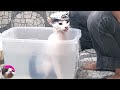 【お風呂へ戻る猫】ピンクに染まった猫をお風呂に入れたら湯舟へリターンが無限ループに...【乳酸菌風呂】#121