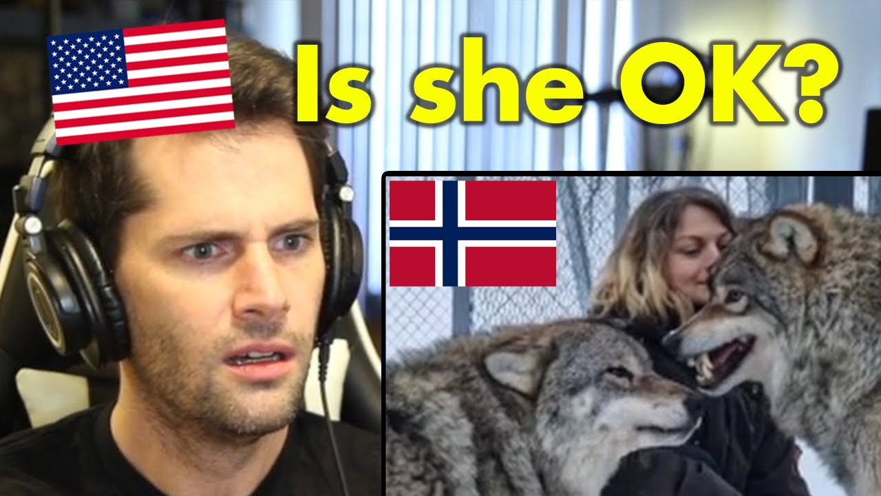 American Reacts to Crazy Norwegian Animal Encounters