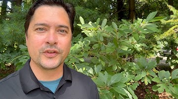 Sassafras (Sassafras albidum)