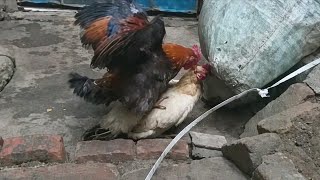 Most Energetic Crazy Rooster Run With Chicken. Hen is shocked and tired