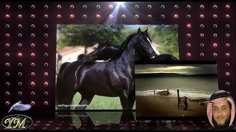 63 سورة المنافقون كاملة للقارئ الشيخ هاني الرفاعي