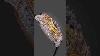 The Jacob & Co. Mystery Tourbillon Yellow Sapphires' #shorts Profile