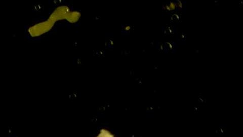 Original video of decision-making by plasmodium