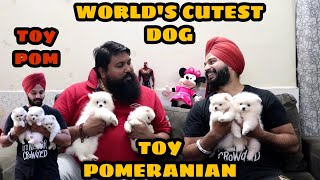 WORLD'S Famous and Cutest Dog |Toy POM| Toy Pomeranian
