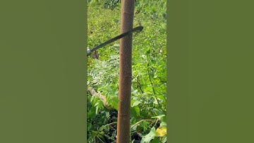 Tôi làm con dao quắm phát rẫy bằng thép vòng bi máy bay sắc nét đáng kinh ngạc