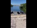 Discover hidden gems of the Florida Keys on a clear kayak adventure!