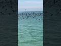 Seabird feeding frenzy 😍😍#shorts #viral #millionviews  #saudiaarbia