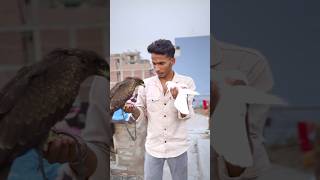 Tiger Sikaar Karna Sikh Gaya 😱 #eagle #reels #birds #vlog #falcon #shorts #youtubeshorts #kabutar