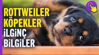 Rottweiler köpekler hakkında ilginç bilgiler | Hayvanlar Alemi | Aklında olsun