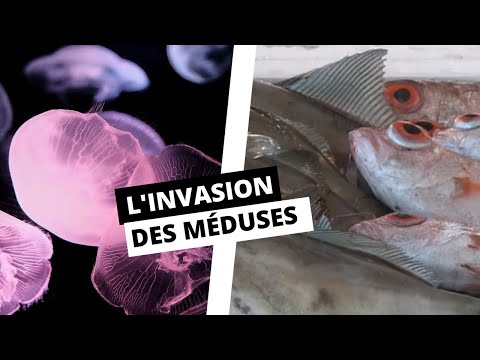 Vídeo: Com Es Mouen Les Meduses