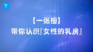 一张图，带你认识女性乳房的秘密#科普 #乳房 #性知识