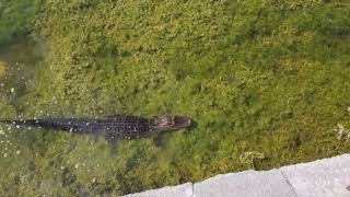 Charlie the Gator, feeding time in Largo, FL
