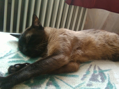 chat