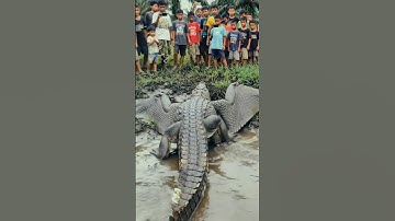 Buaya Bersayap Ditemukan Warga di Tepi Rawa! #AIContent #DesaViral #Shorts  #ShortVideo