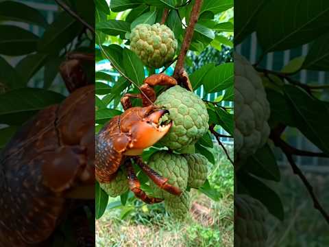 Oh The Big Coconut Crab Is Eating Custard Apple Coconutcrab Custardapple