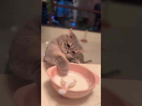 It feels satisfied after eating just a little. #cat #petsrule #catvideos #pets
