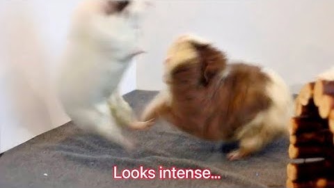 Guinea pigs fighting and arguing! Try not to laugh — I C Cinnamon