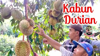 Kabun Durian | Bakumpai Lucu |
