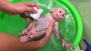 Monkey BiBi got a bath after being sick for 7 days