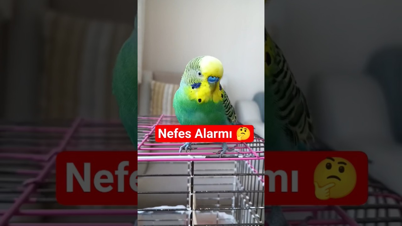 Kuşun Hırıltılı Nefes Alıyorsa Ne Yapmalısın? #muhabbetkuşu #birds #birdsong #parrot
