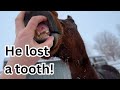 Skeletor lost a baby TOOTH! ❄️ The HORSES get a SNOW Day! ❄️