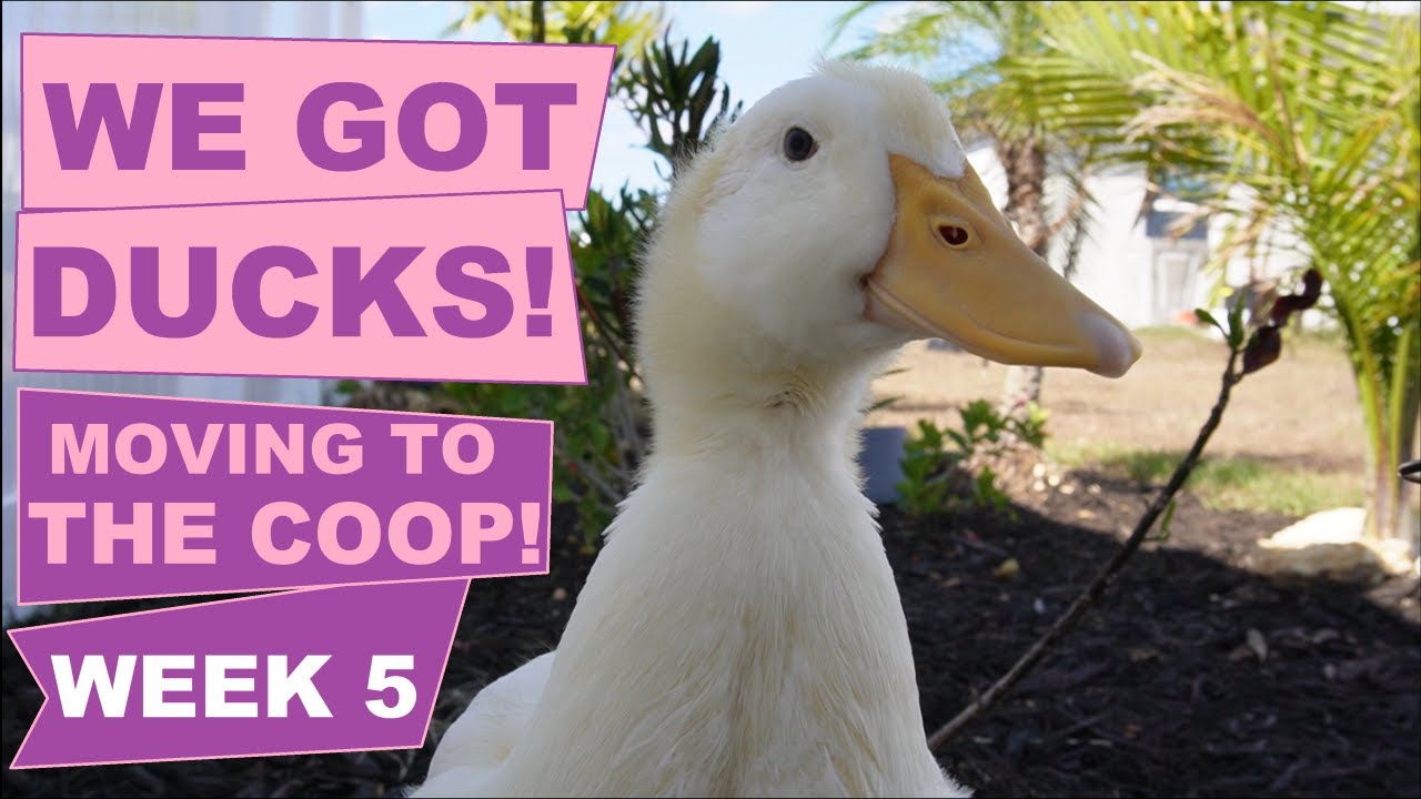 WE GOT DUCKS! (Week 5)