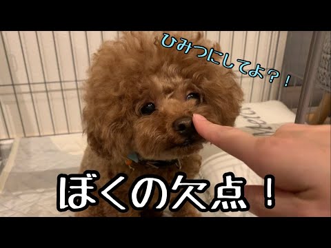 Rasuくんの欠点と、最近覚えた言葉！！トイプードルのTaruto＆Rasuku