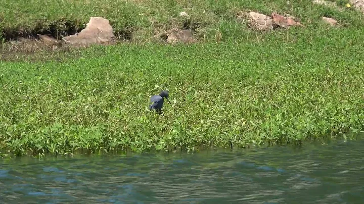 2022 09 30 Birds in Pond 1