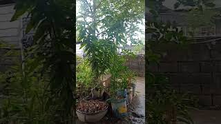 Morning Rain