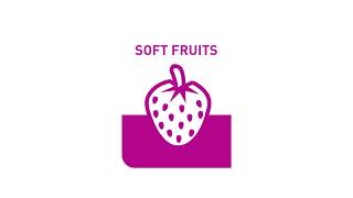 BVB Substrates: Segment Soft Fruits info video screenshot 5