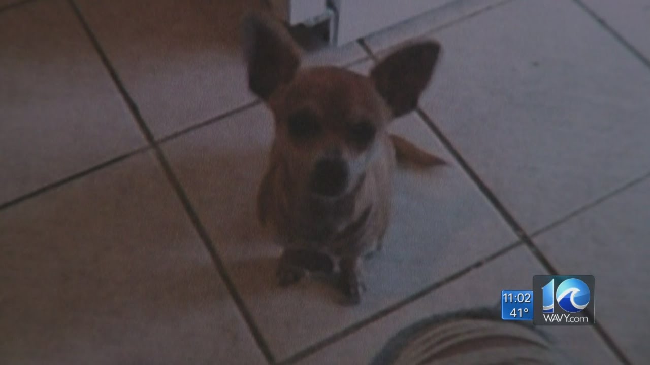 Eastern Shore Family Of Euthanized Dog Sues Peta Youtube Eastern Shore Family Of Euthanized Dog Sues Peta Youtube