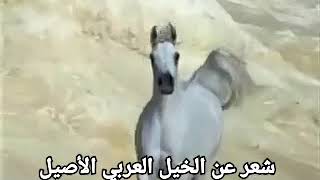 شعر عن الخيل العربي الاصيل