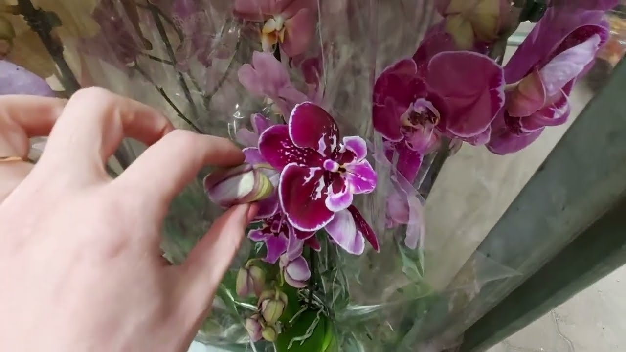 Биг Липы в ОБИ / Обзор орхидей в ОБИ Волгоград